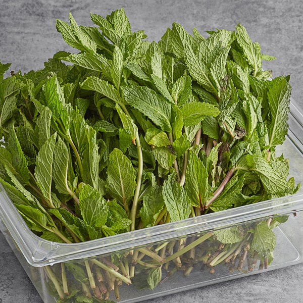 Fresh Mint 1 lb. - 1/Case